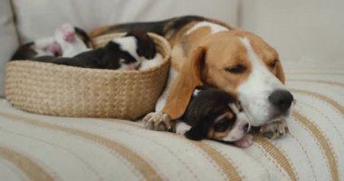 Anne av köpeği ve köpek yavruları kanepede yatıyor.