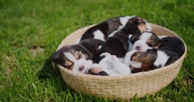 Yeşil çimlerin üzerinde duran sepetin içinde uyuyan şirin küçük av köpekleri.