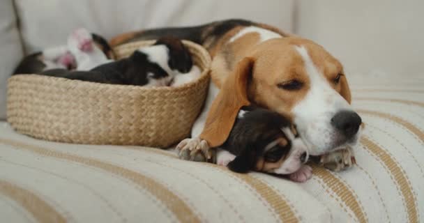 Maman beagle chien avec des chiots couchés sur le canapé — Video