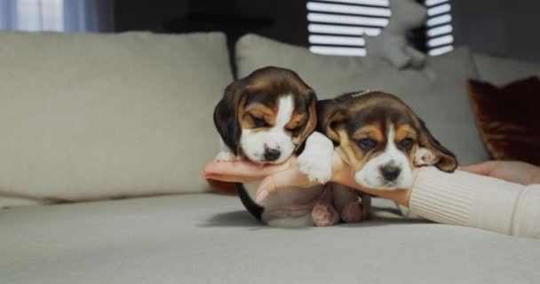 Θηλυκά χέρια κρατούν ένα χαριτωμένο κουτάβι beagle, από πίσω στον καναπέ του κουταβιού αδέλφια του παίζουν — Αρχείο Βίντεο