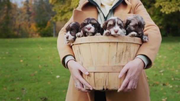 A woman holds a basket with small puppies — Stock Video