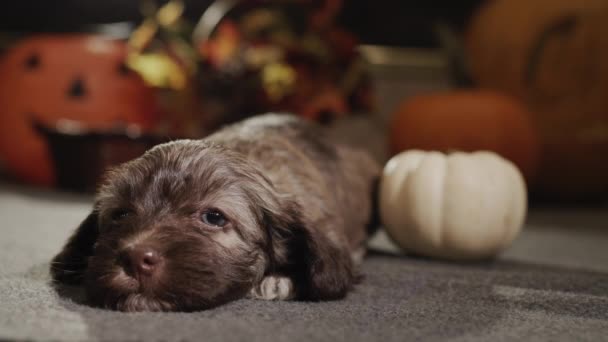 Seekor anjing kecil yang lucu tergeletak di lantai dengan latar belakang labu. Tema musim gugur — Stok Video