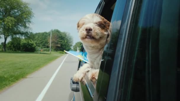 En hund med svensk flagga tittar ut genom ett bilfönster. Skandinaviska resor — Stockvideo