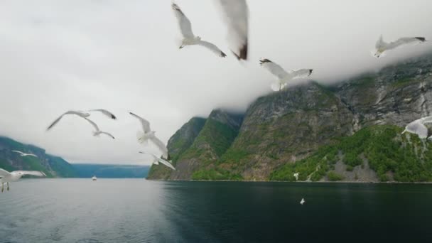 A group of seagulls flies behind the stern of a cruise ship. Travelling through the fjords of Norway — Stock Video