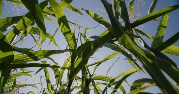 Uitzicht van onderen op de hoge groene stengels van maïs tegen de blauwe lucht — Stockvideo