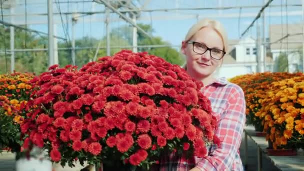 Μια γυναίκα κουβαλάει μια μεγάλη αγκαλιά κόκκινα λουλούδια, δουλεύει σε φυτώριο. — Αρχείο Βίντεο