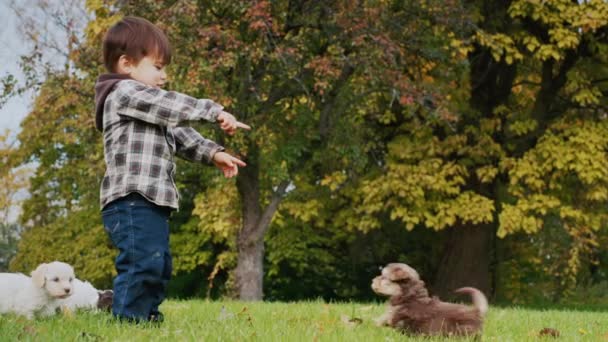 Alegre asiático niño jugando con poco cachorros en el parque — Vídeo de stock