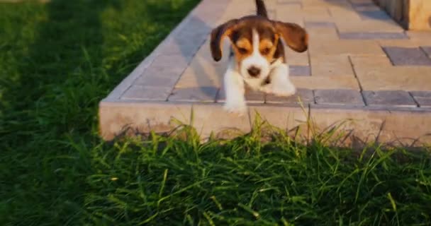 Carino cucciolo beagle in giro per il cortile a casa — Video Stock