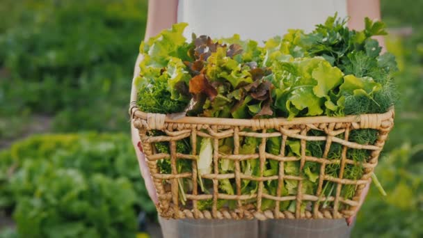 Taze yeşil salata dolu sepeti olan bir çiftçi. — Stok video