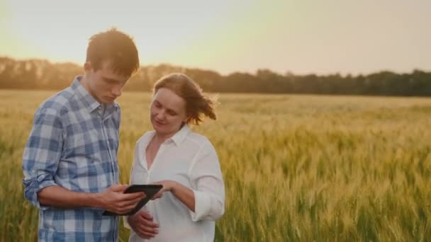 İki çiftçi buğday tarlasının arka planında bir tablet kullanıyor. — Stok video