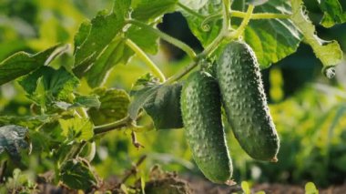 Salatalıklar güneşte bir yatakta olgunlaşır