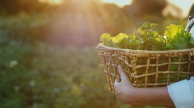 Çiftçi bir sepet bitki ve salata taşıyor, tarlada yürüyor. Atışı izle