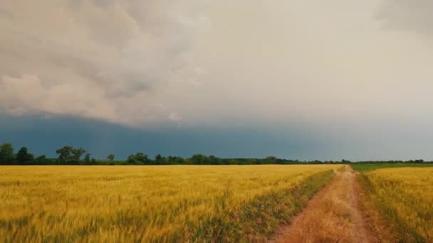 Szcenírozott út a területen a búza hátterében viharfelhők és a villám. POV nézet, 4k videó — Stock videók