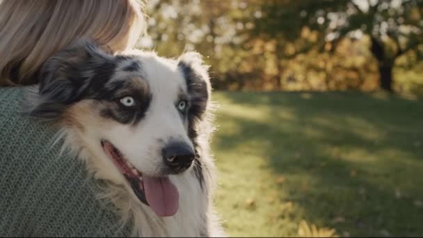 The owner gently embraces his faithful dog in the rays of the setting sun. Attachment and Favorite Pet Concept — Vídeo de stock
