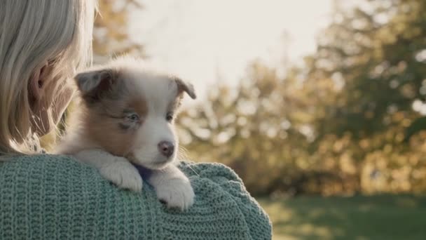 Cute Australian Shepherd puppy lies on the shoulder of the owner. — Stock video