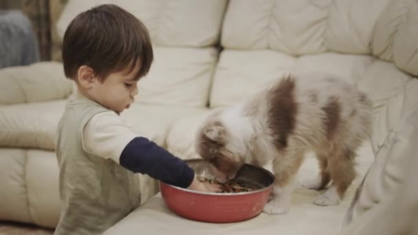 En omtänksam pojke på två år matar sin fru på soffan i vardagsrummet. Roliga videor med barn och djur — Stockvideo