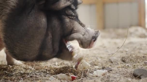 Porträt eines riesigen grauen Wildschweins, das mit geschlossenen Augen einen Apfel isst — Stockvideo