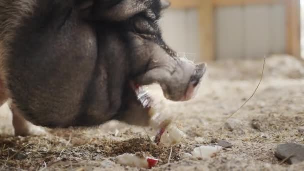 Portrait of a huge gray boar, eating an apple with his eyes closed — 비디오