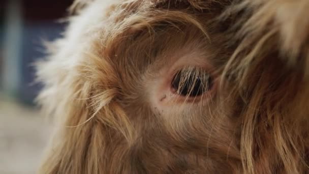 Brunt husdjur går tjur huvud, lockigt öga plan — Stockvideo
