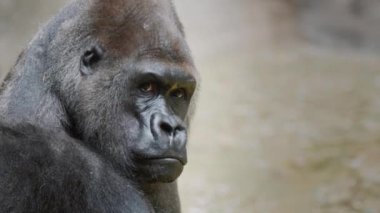 Korkunç bir erkek gorilin portresi, hayvanın gücü ve gücü.