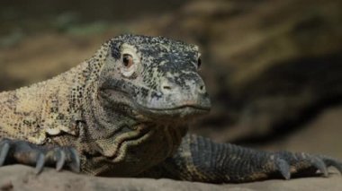 Yakın çekim: kayalık zeminde Komodo ejderhası. Nadir bulunan hayvan türleri