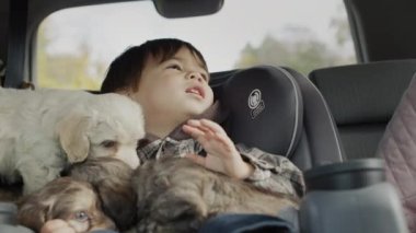 Children and puppies travel in the back seat of a car