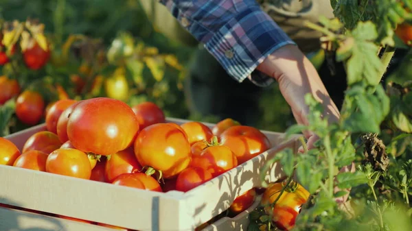 A farmer harvests tomatoes. 4k video — Stockfoto