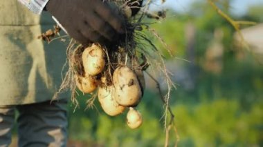 Bir çiftçi, bahçe yatağından patates ve sebze topluyor.