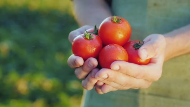 農民の手には、ジューシーな赤いトマトが保持します。農業からの新鮮な野菜 — ストック動画