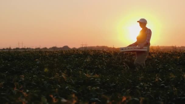 젊은 여자 농부가 야채가 담긴 상자를 들고 들판을 가로질러 간다. 농장에서의 힘든 육체 노동 — 비디오