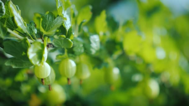 Ramo com groselhas espinhosas. Vídeo com profundidade de campo rasa — Vídeo de Stock