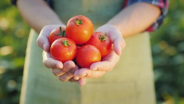 Bir adam elinde birkaç tane olgun domates tutuyor. Çiftlikten taze sebzeler. — Stok video
