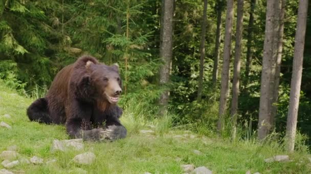 Um grande urso castanho repousa sobre uma clareira. Floresta ao fundo. Vida selvagem da floresta — Vídeo de Stock