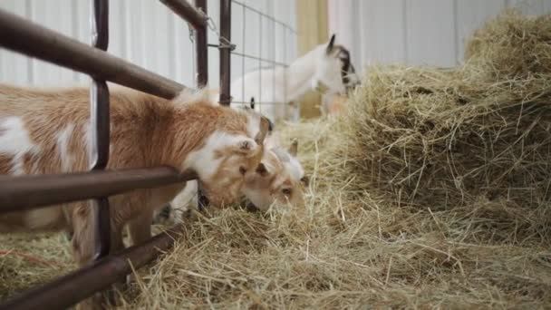 Several goats eat hay in the barn. They squeak their snouts through the fence and get food. — Stock Video