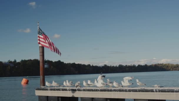 Slow motion video: En flock måsar lyfter från piren där den amerikanska flaggan hänger. — Stockvideo