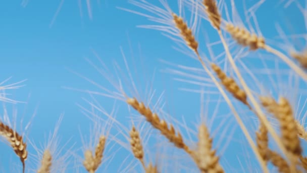 Low angle shot: Two men clink bottles of beer on a background of a wheat. — Stock video