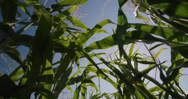 Tallos de maíz verde alto. El maíz madura al sol en un día claro de verano — Vídeos de Stock