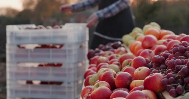 Man brings a box of apples from his orchard to the counter of the farmers market. — Stockvideo