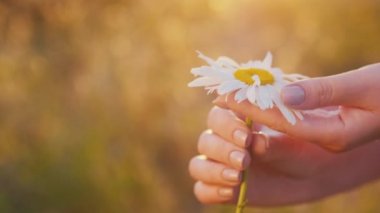 A womans hand with a daisy. Stroking petals
