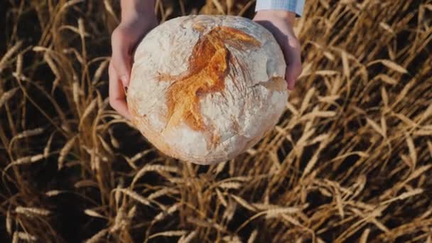Top view: Farmer holds a loaf of bread over wheat ears in a field. 4k video — стокове відео