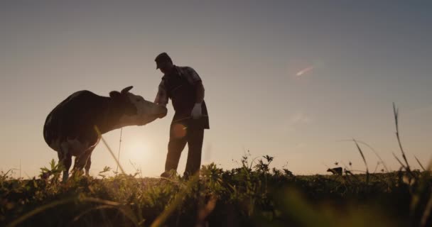 Silhouette eines Viehzüchters neben einer Kuh. Produkte aus kleinen Höfen — Stockvideo