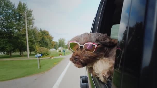 Gözlüklü komik köpek arabanın camından dışarı bakıyor. — Stok video