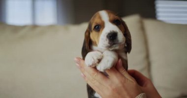 Hayvan sahibi elinde sevimli bir köpek yavrusu tutuyor, dikiz aynasından.