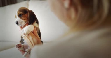 Hayvan sahibi elinde sevimli bir köpek yavrusu tutuyor, dikiz aynasından.