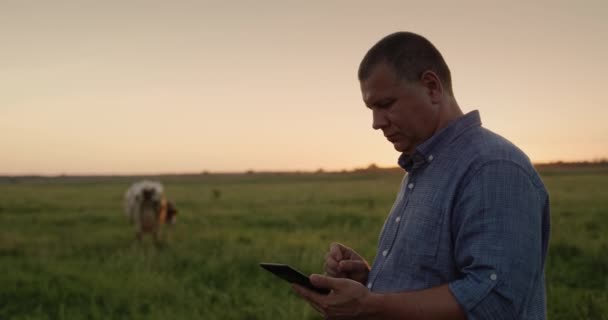 Egy középkorú farmer legelőn dolgozik, táblagépet használ. tehenek legelnek a távolban — Stock videók