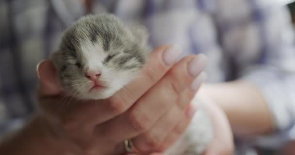 Womens hands hold a small newborn kitten gray — Stock Video