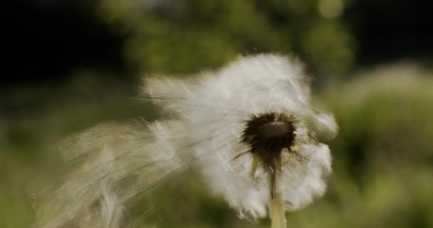 Detailní záběr: Pampeliška odfoukne semínka. Ruka drží květinu, ze které jsou semínka vyrvána — Stock video
