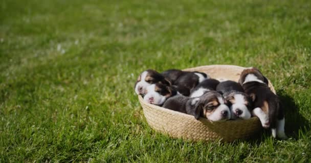 Pequenos filhotes de beagle felizes dormindo em uma cesta que fica na grama verde — Vídeo de Stock