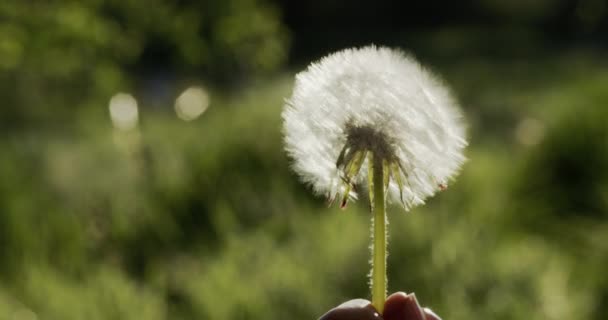 Dandelion blow away the seeds. The hand holds a flower from which the seeds are torn off — Stockvideo