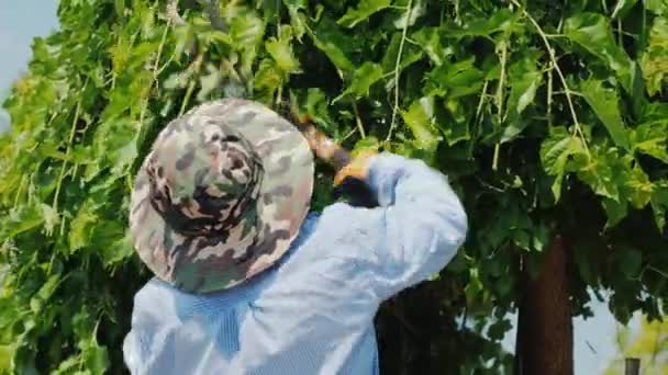Мексиканский садовник быстро и умело срезает ветви деревьев. Профессиональный уход — стоковое видео